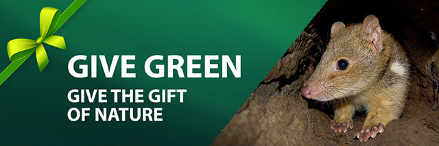 Give Green this Holiday Season